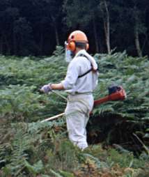 brushcutting bracken