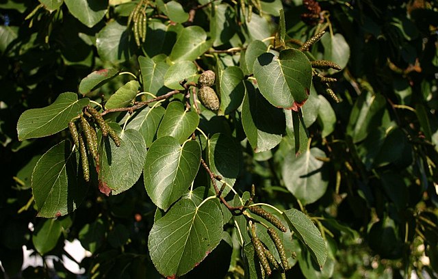 Italian alder