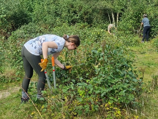 Birch bashing