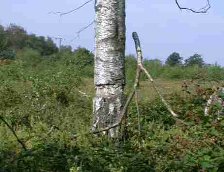 Ring-barked birch