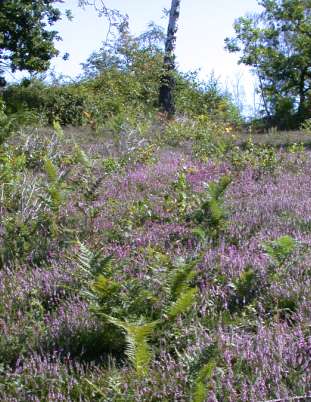 bracken