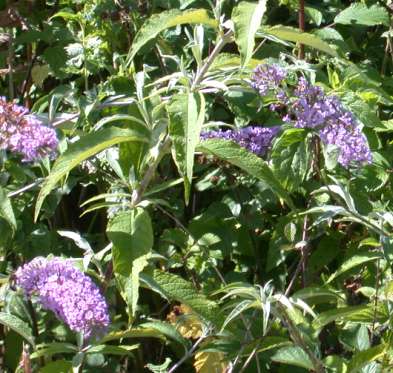 Buddleia