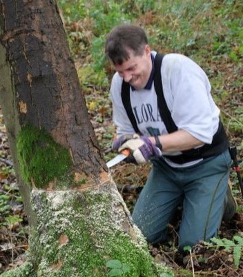 Felling a tree