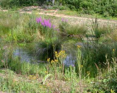 Pond near Goldfinch Bottom