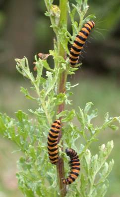 Cinnabar caterpillars on ragwort